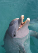 dolphin Dot