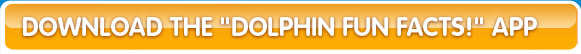 Dolphin Information