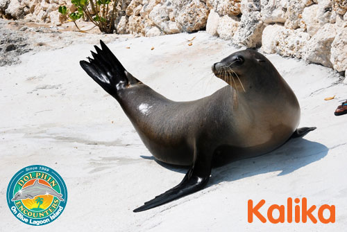 Sea Lion Family Gallery