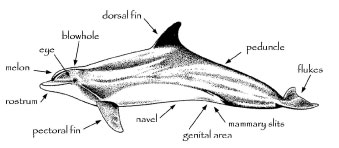 dolphin