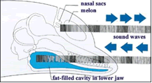 dolphin sight small hearing