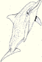 dolphin