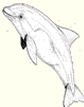 porpoise