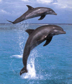 jumping dolphins