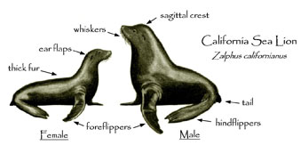 sea lion diagram