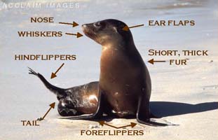 sea lion diagram