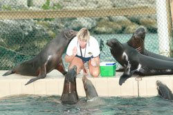 sea lion diagram