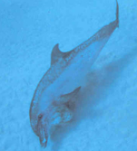 Dolphin scanning sandy bottom for hidden fish