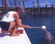 A Trainer Asks A Dolphin To Target
